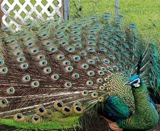 *5* Peacock Peafowl Hatching