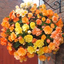 Begonia 'Apricot Fiery Shades'
