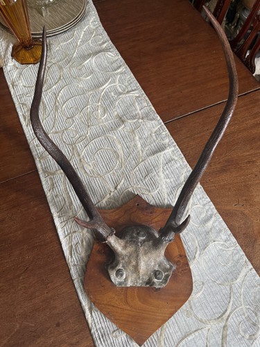 Taxidermy red deer stag - taxidermy,