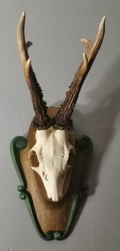 Gorgeous pointer roe buck - 6,