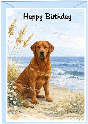 Labrador retriever fox red - labrador,