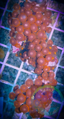 Saf 2 5 in zoanthid - x,