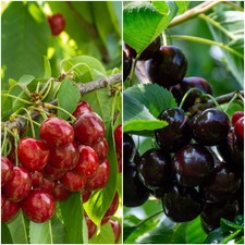 Duo Cherry Fruit Tree Stella