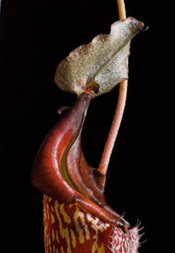 Seeds nepenthes maxima - of,
