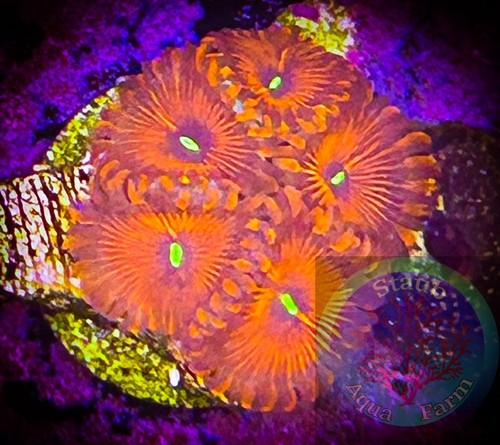 Saf people eater zoanthid - eater,