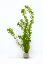 Egeria Densa - Elodea (Ceramic Ring)