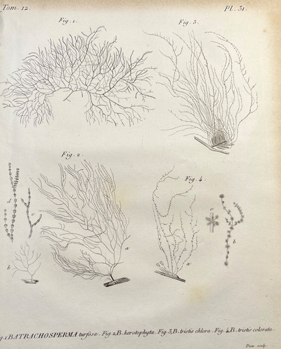 Antique botanical engraving - botanical,