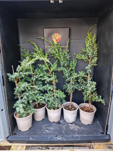 Juniper bonsai trees training - juniper,
