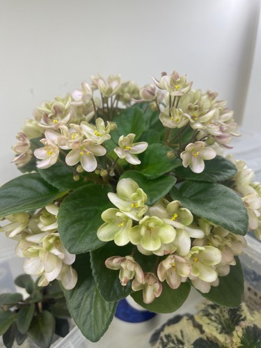 African violets one - african,