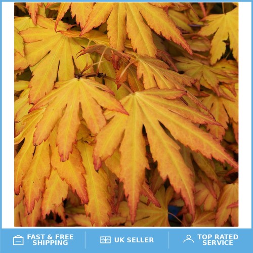 Vibrant orange dream - vibrant, dream'