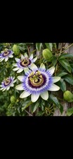 Passion Flower Climber