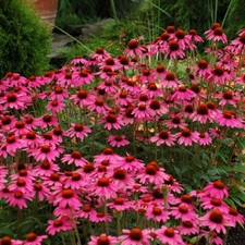 FAST DISPATCH RUDBECKIA PINK HERBACEOUS PERENNIAL FLOWER SEEDS SLYNE GARDEN