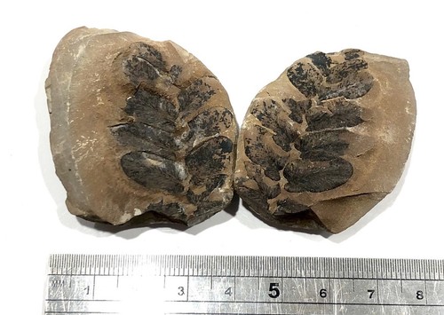 Genuine english neuropteris - english,