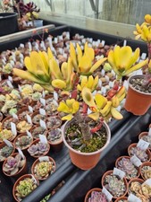 Crassula Hobbit Jade plant..