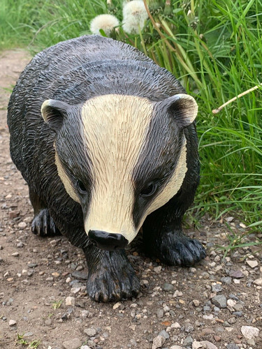 Badger wildlife countryside - wildlife,