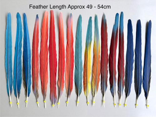 Parrot macaw feather crafts - parrot,
