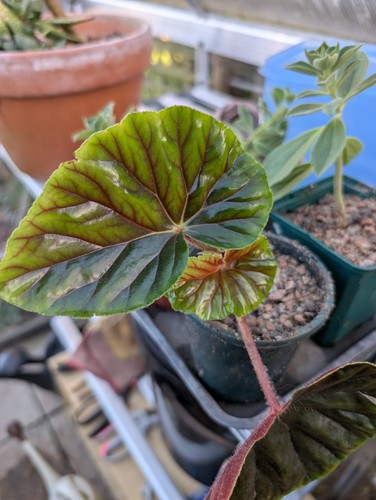 Begonia thurstonii - begonia,