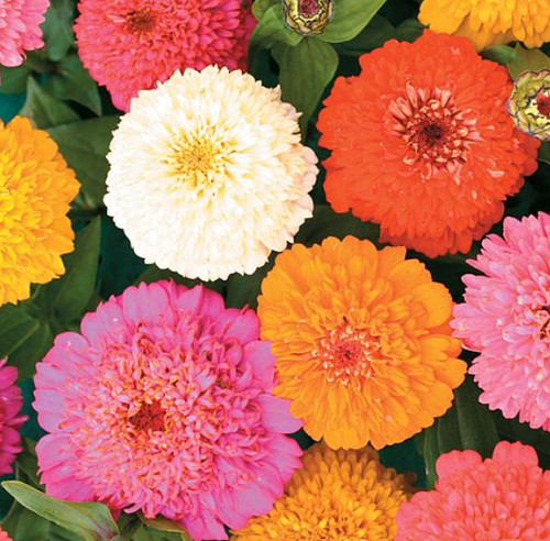 Zinnia elegans candy mixed - 'candy,