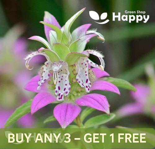 Purplish lilac lemon bee balm - purplish,