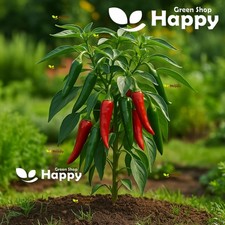 Chilli Pepper Serrano - 50 Seeds - Capsicum Annuum - Spicy And Flavorful Variety
