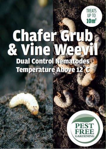 Pfg vine weevil chafer - vine, &