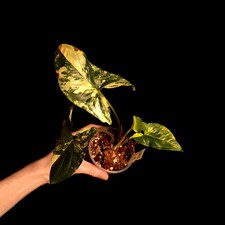 Syngonium aurea - syngonium, ‘aurea’
