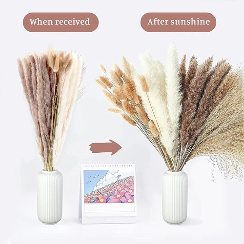 Pampas grass natural dried - natural,