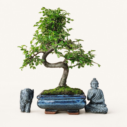 Chinese elm bonsai tree - bonsai,