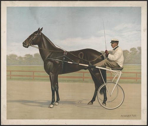Photo harness horse and rider - horse,