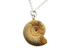 Elegant Perisphinctes Ammonite Pendant 