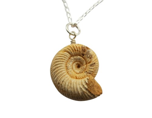 Elegant perisphinctes ammonite - elegant,