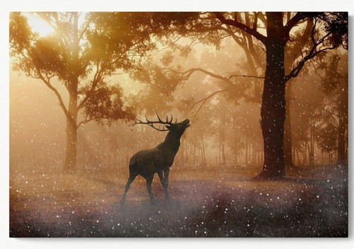 Deer stag animal - stag, canvas