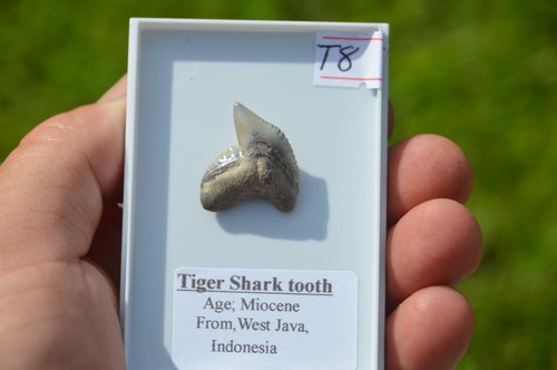 Lovely rare javan - t8.....lovely,