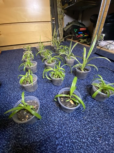 Spider plant cuttings - spider,