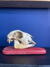 Real Small Lamb Skull