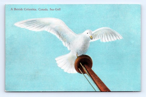 British columbia seagull - columbia,