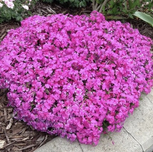 9cm phlox subulata - 9cm,