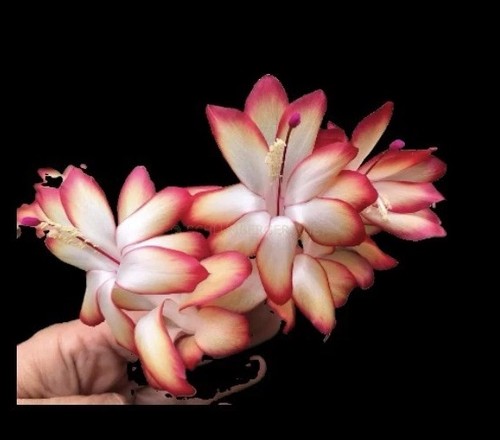 Schlumbergera samba brazil - schlumbergera,