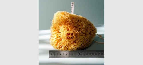 18cm extra large natural - extra,