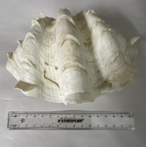 Vintage real fluted - fluted, shell