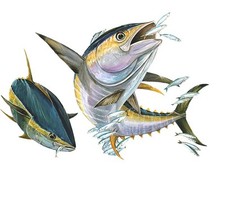 Yellowfin Tuna Fish High
