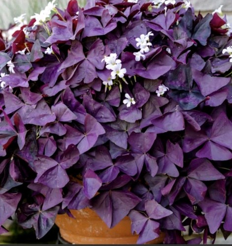 Oxalis triangularis purple - x,