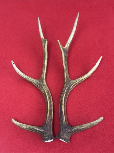 Pair sika deer antlers - of,