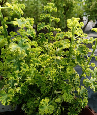 3x Pelargonium 'Cys Sunburst'