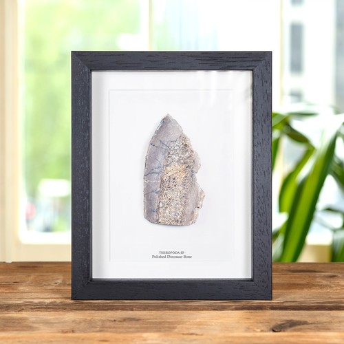 Polished dinosaur bone slice - polished,