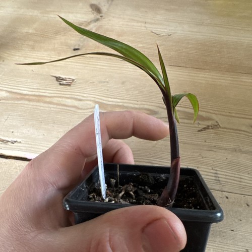 Hyophorbe lagenicaulis bottle - hyophorbe,