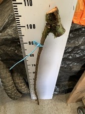 Blackthorn SHANK WALKING STICK