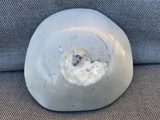 Polished Ammonite Fossil