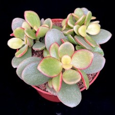 Crassula ovata ‘Indian