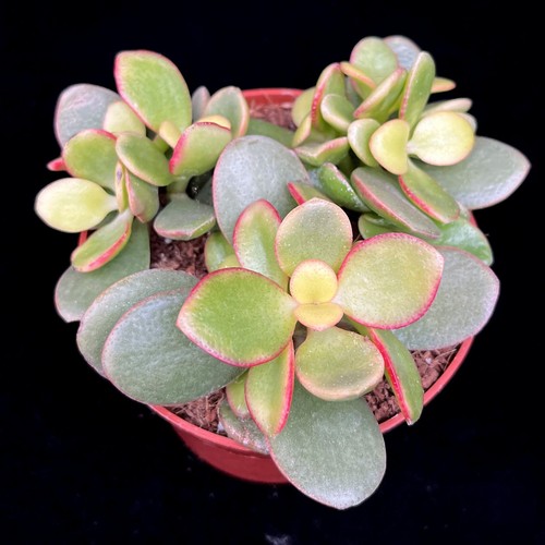 Crassula ovata indian - crassula,